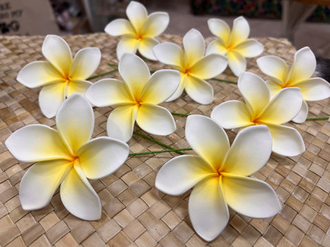 3” Yellow and White Plumeria Medium Size